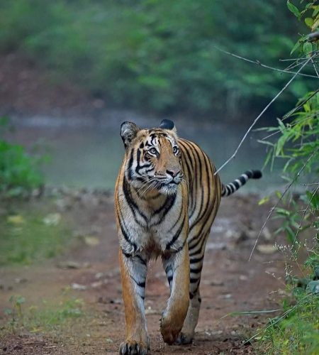 Pench National Park