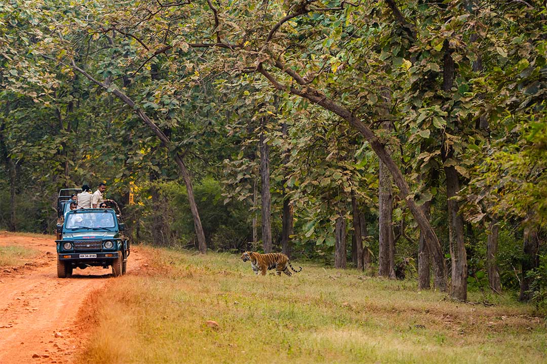 Tadoba