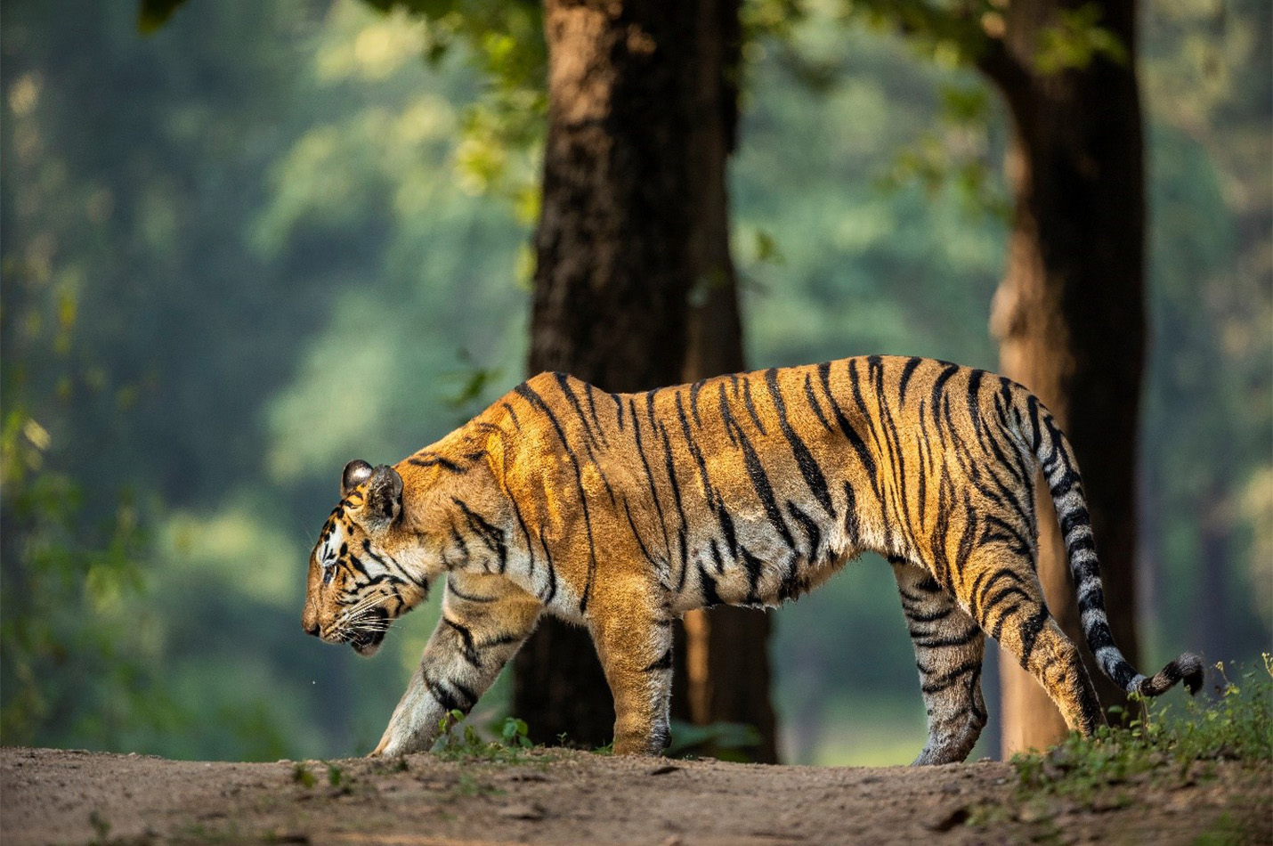 Tadoba 